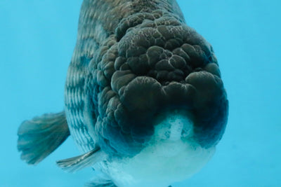 FLUFFY WEN A Grade Black Blue LionKing 5.5 inches #110725LC_16