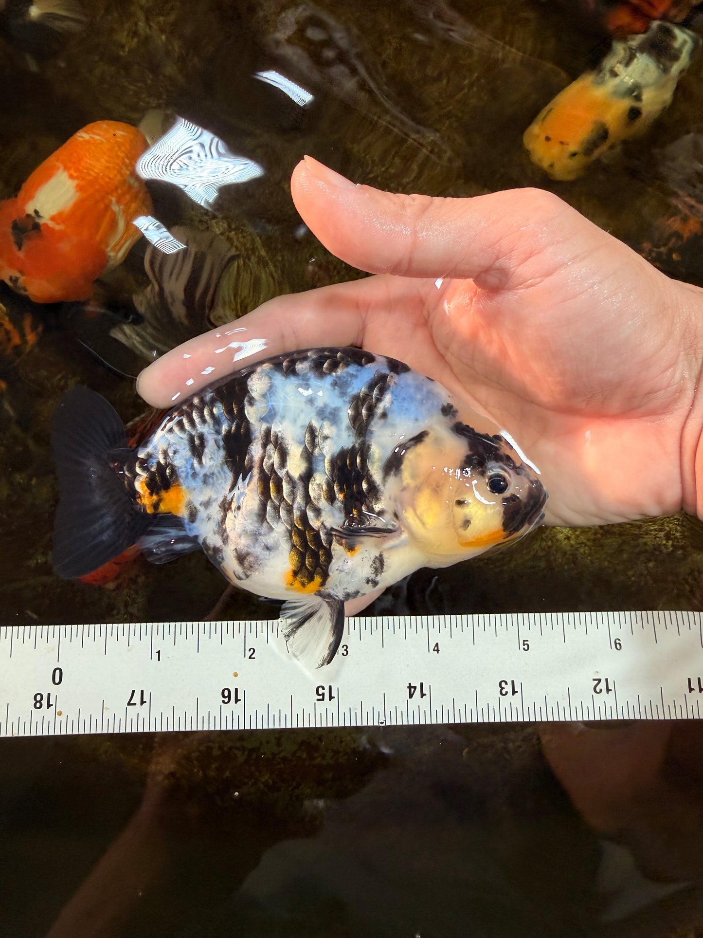 UNIQUE Ink Ranchu Female 5 inches #101725RC_15