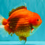 AAA Grade Strong Body Structure Red Yuanbao Male 6.5 inches #092526YB_14