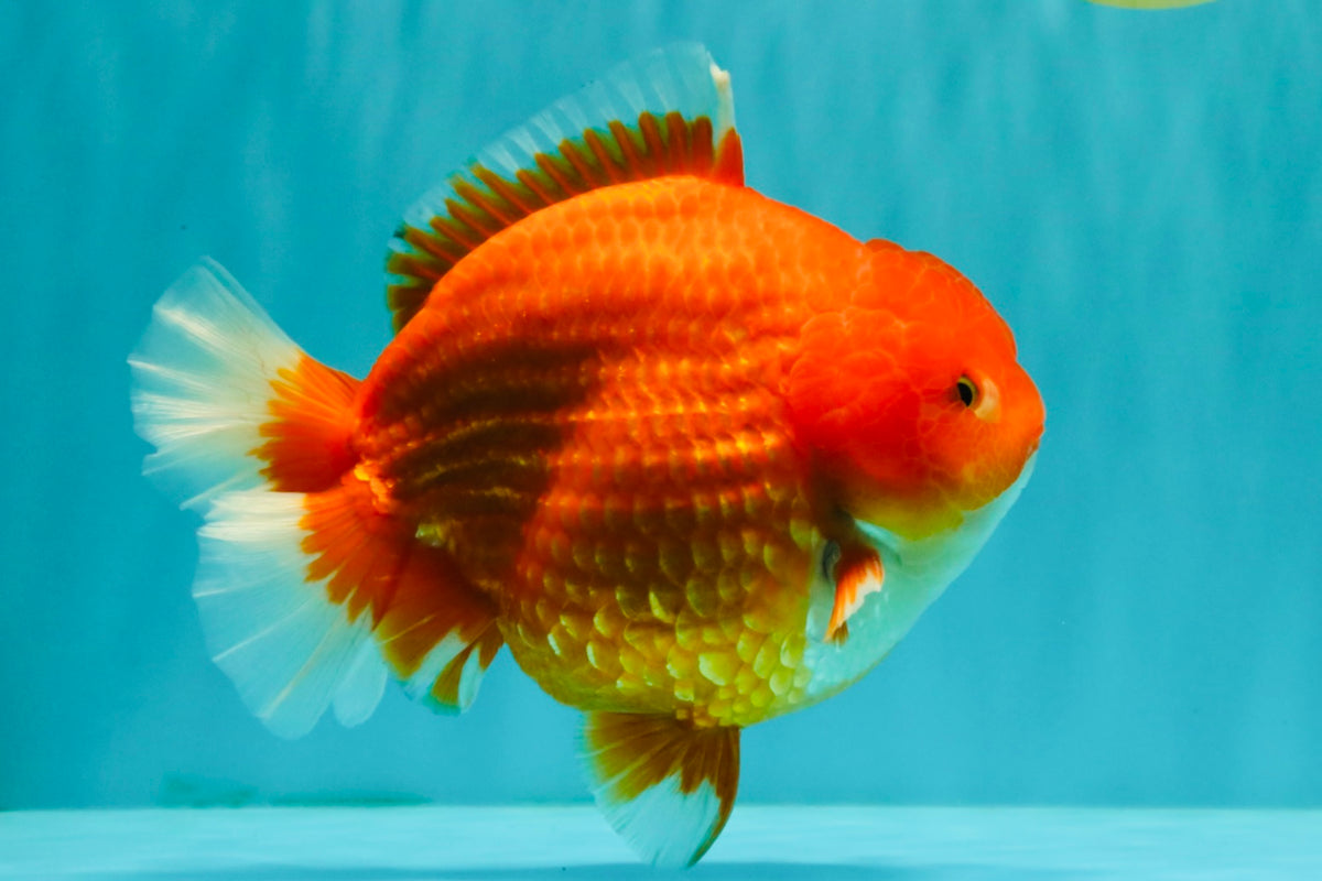 AAA Grade Strong Body Structure Red Yuanbao Male 6.5 inches #092526YB_14