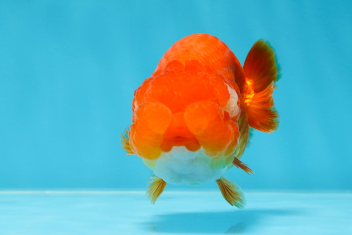 A Grade Red White LionQueen 4 inches #053025LC_07