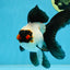 Little Pompom Tricolor Oranda Female 5.5 inches #111425OR_16