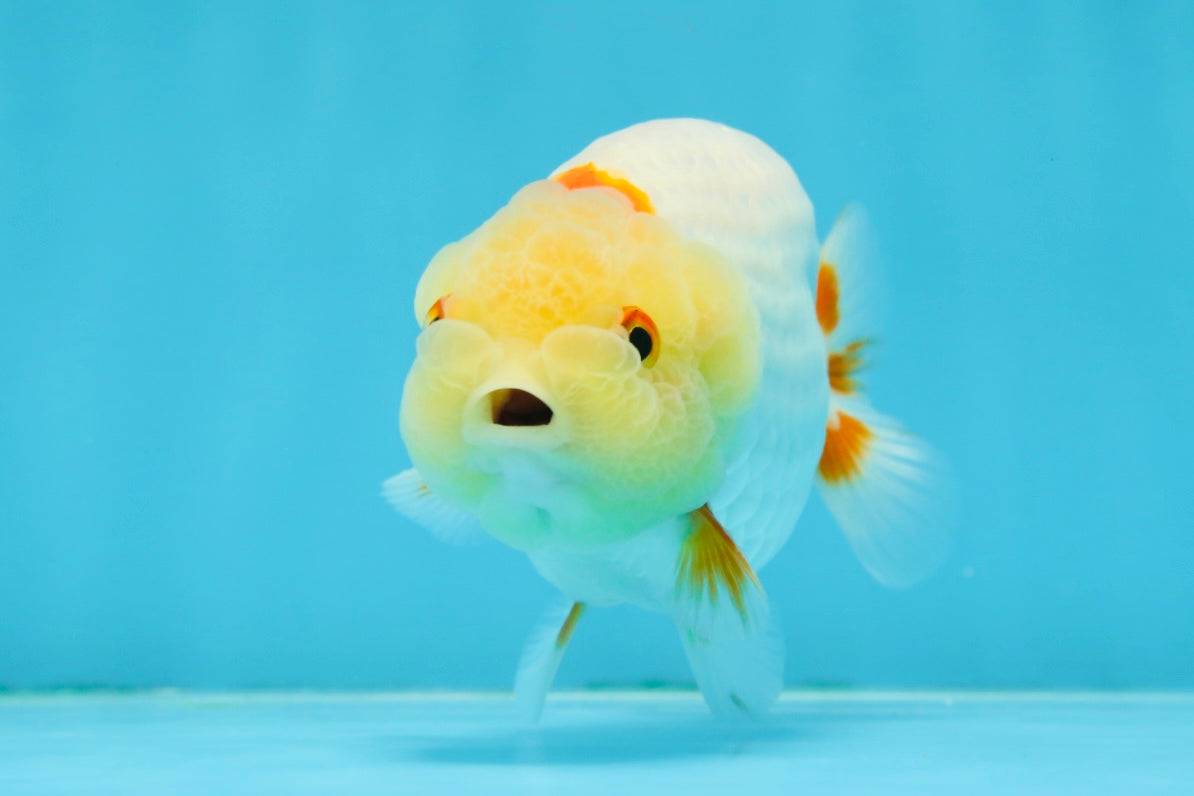 Lemonhead Lionchu Male 4 inches #0920LC_02