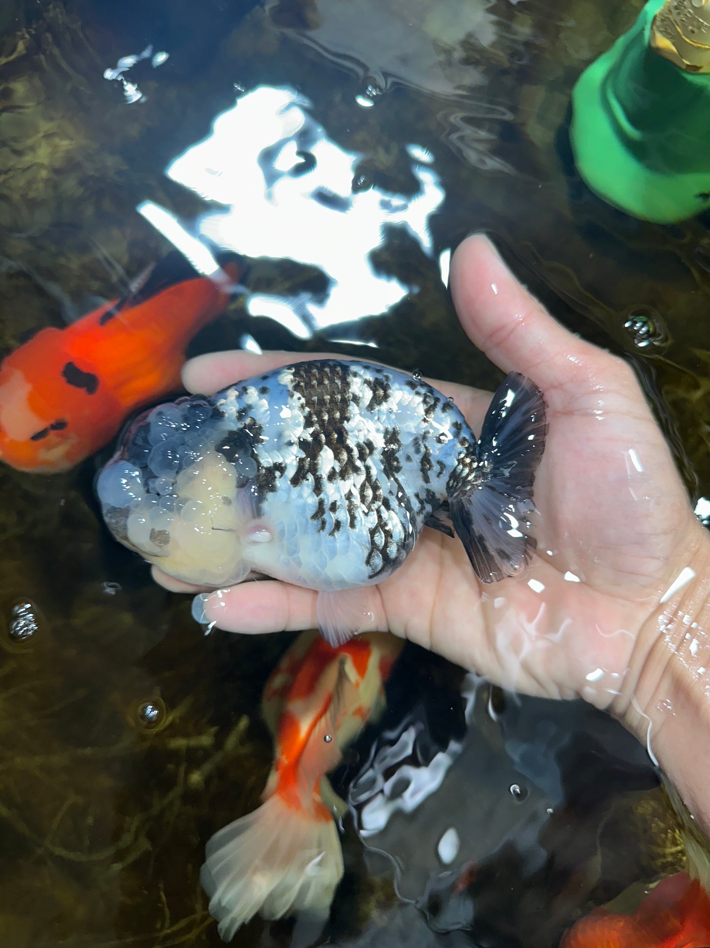 AAA Grade UNIQUE White Tiger LionQueen 4.5-5 inches #090525LC_03