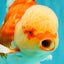 FLUFFY TAIL AAA Grade Super Red White Oranda Male 7.5-8 inches #061926OR_02