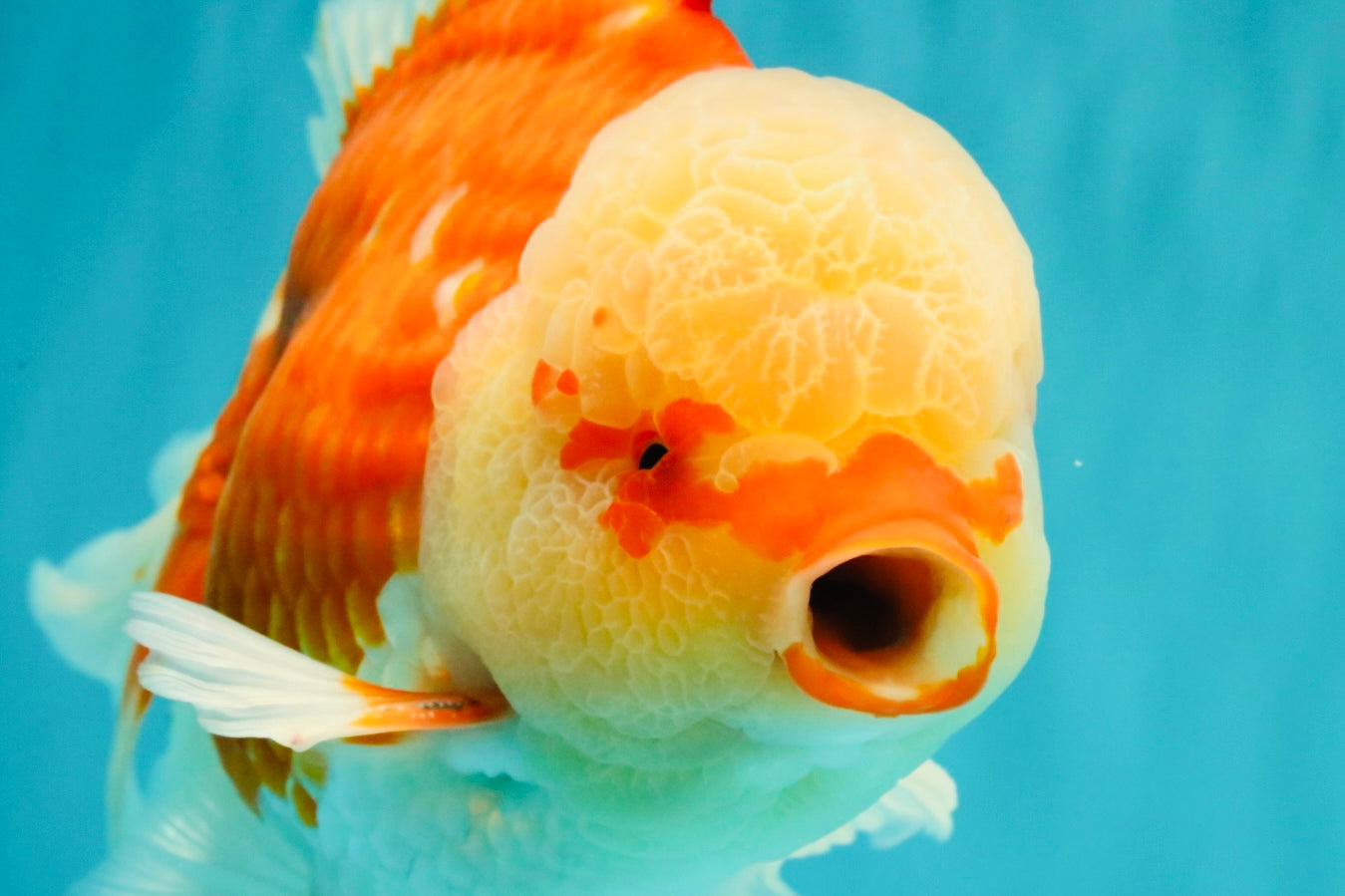 FLUFFY TAIL AAA Grade Super Red White Oranda Male 7.5-8 inches #061926OR_02