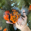 Tiger Oranda Female 7 inches #100926OR_12