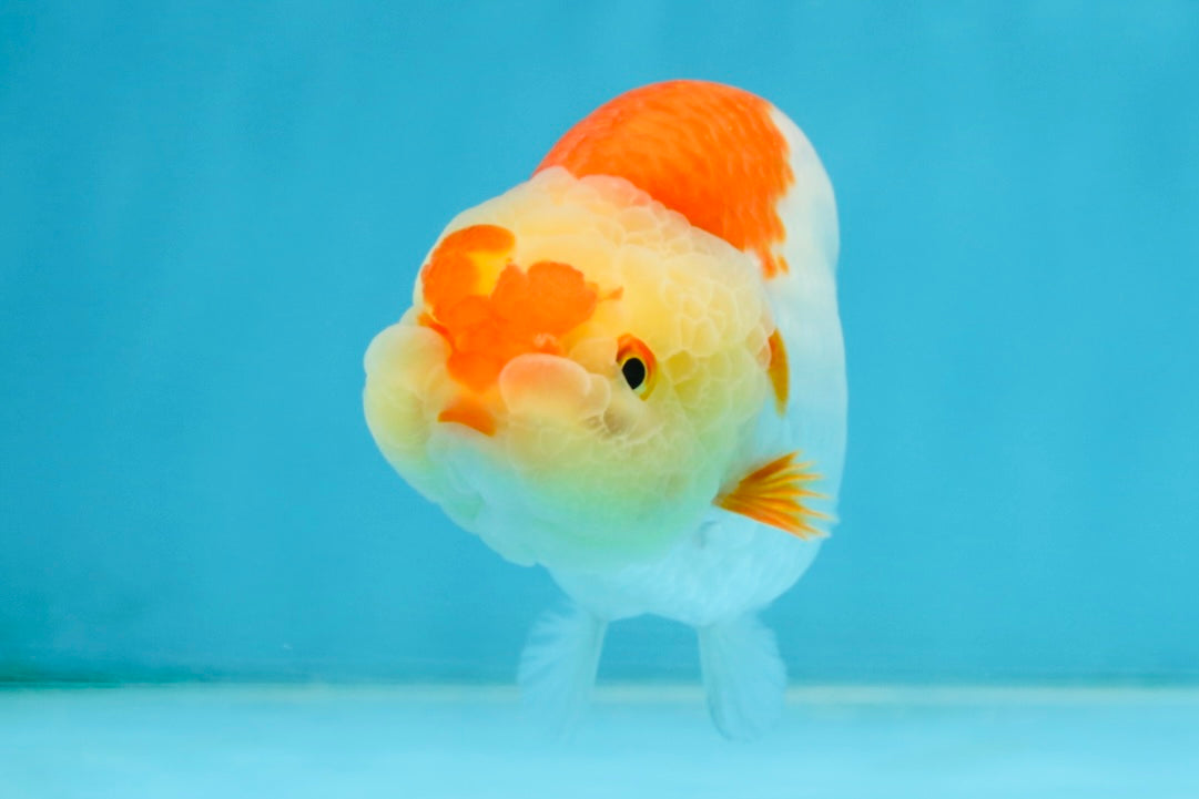 AAA Grade Young Red White Kohaku LionQueen 4 inches #101025LC_07