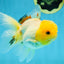 A Grade White Oranda Female 5 inches #062725OR_25
