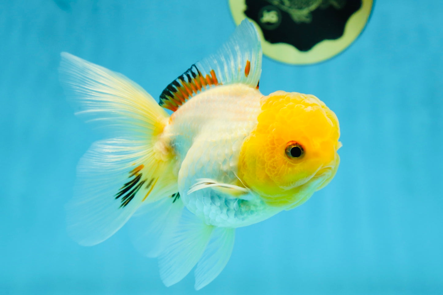A Grade White Oranda Female 5 inches #062725OR_25