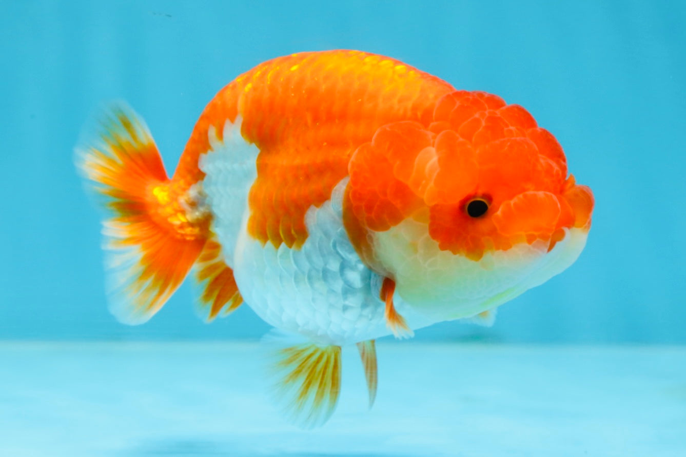 CHUBBY AAA Grade Red White LionQueen 4-4.5 inches #102425LC_13