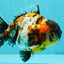 A Grade Showa Yuanbao Male 5.5-6 inches #082126YB_29