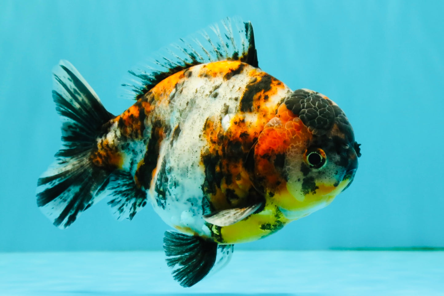 A Grade Showa Yuanbao Male 5.5-6 inches #082126YB_29