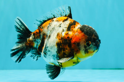 A Grade Showa Yuanbao Male 5.5-6 inches #082126YB_29