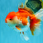 JUMBO AAA Grade Red White Oranda Female 7 inches #040326OR_22