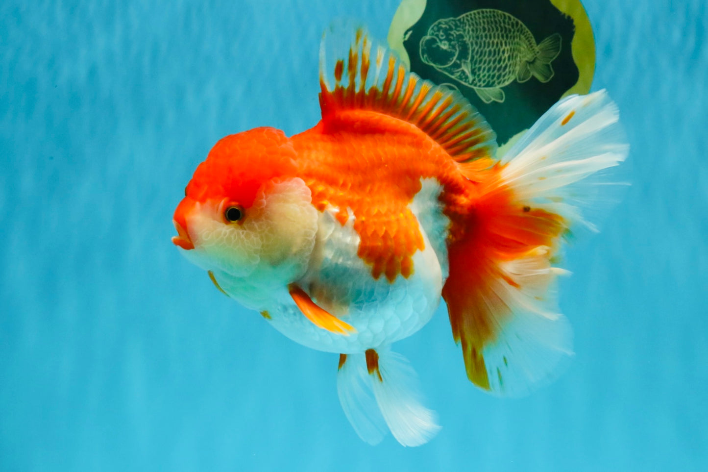 JUMBO AAA Grade Red White Oranda Female 7 inches #040326OR_22