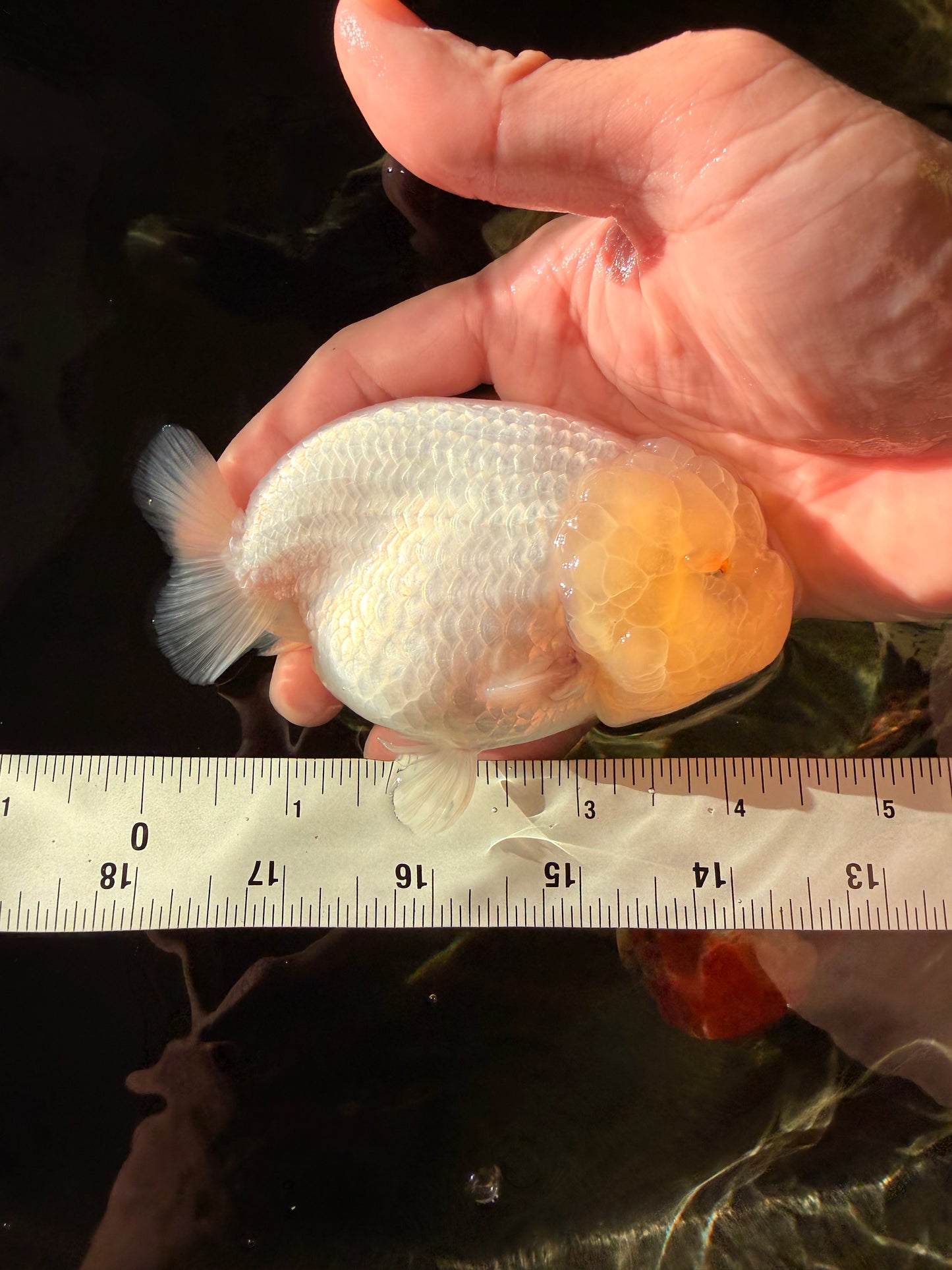 A Grade White LionQueen 4-4.5 inches #030626LC_04