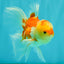 Red White Oranda Male 5.5 inches #081426OR_07