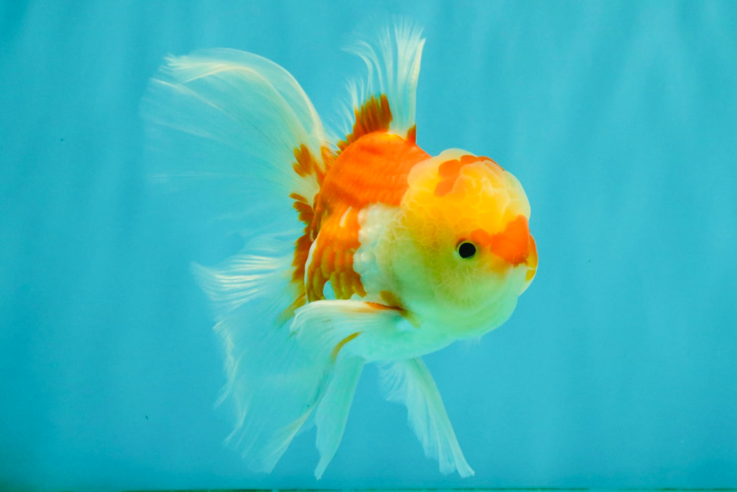 Red White Oranda Male 5.5 inches #081426OR_07