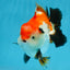 CHONKY A Grade Tricolor Yuanbao Male 4.5 inches #110725YB_06