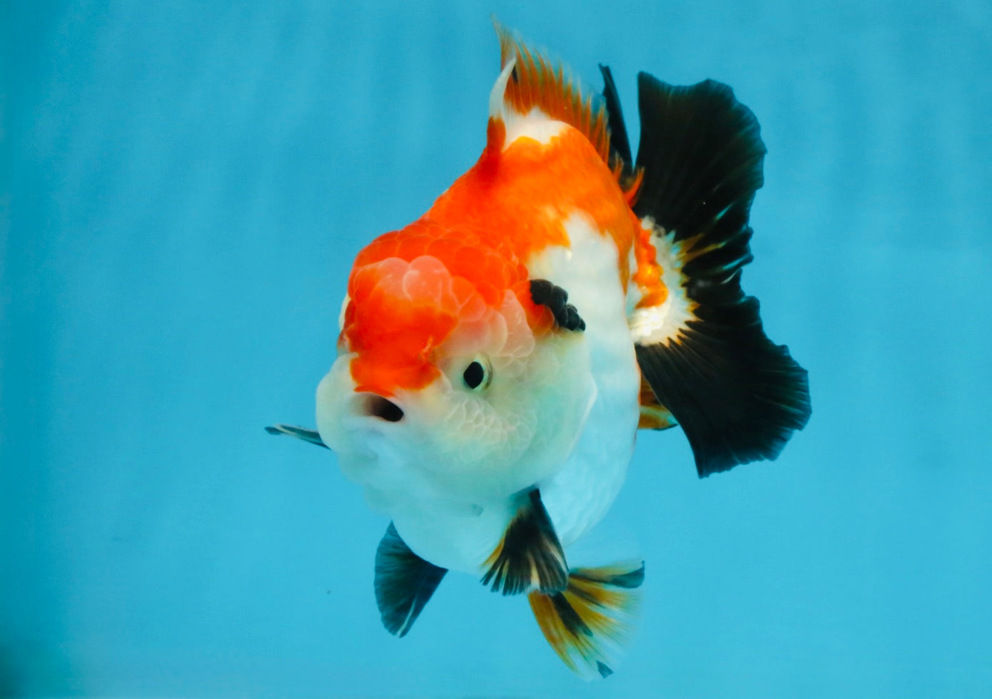 CHONKY A Grade Tricolor Yuanbao Male 4.5 inches #110725YB_06