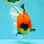 AAA Grade Jumbo Tiger Oranda Male 7.5 inches #031326OR_01