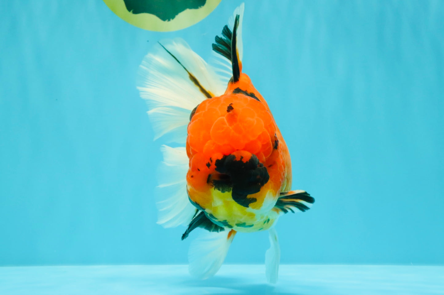 AAA Grade Jumbo Tiger Oranda Male 7.5 inches #031326OR_01