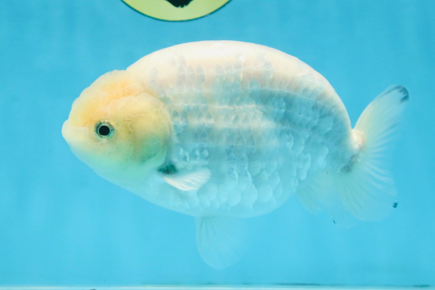 A Grade Snow White Sakura Ranchu Male 5.5 inches #110725RC_15