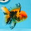 AAA Grade Apache Oranda Male 5 inches #0913OR_06