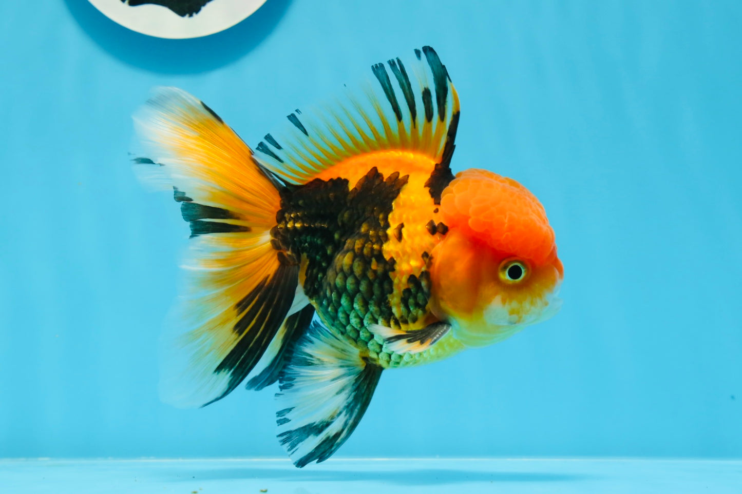 AAA Grade Apache Oranda Male 5 inches #0913OR_06