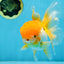 Orange White Oranda Female 5.5 inches #071125OR_07