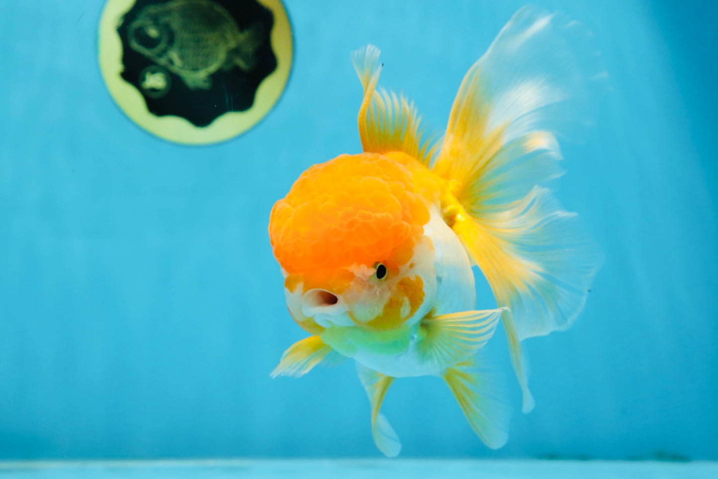Orange White Oranda Female 5.5 inches #071125OR_07