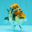 AAA Grade Special Tricolor Tiger Ranchu Male 4.5-5 inches #062626RC_08