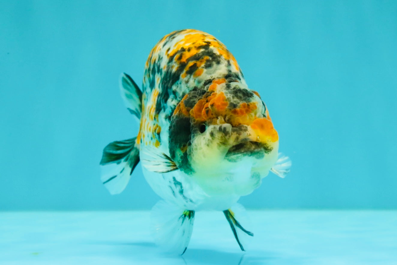 AAA Grade Special Tricolor Tiger Ranchu Male 4.5-5 inches #062626RC_08