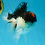 A Grade Tricolor Oranda Male 4.5 inches #053025OR_17