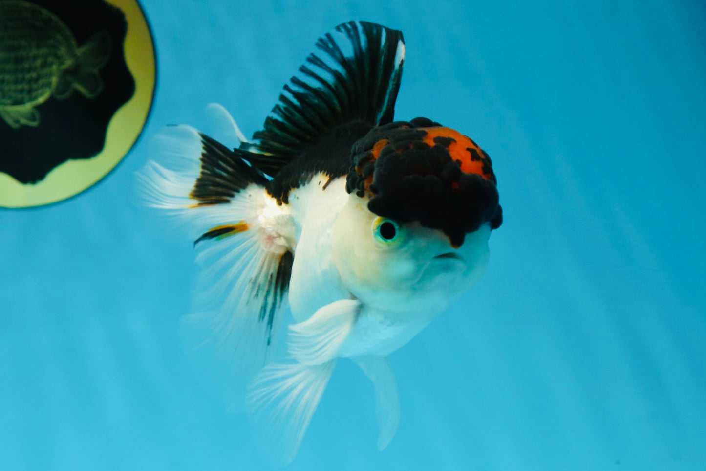 A Grade Tricolor Oranda Male 4.5 inches #053025OR_17