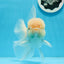 AAA Grade Orange White Sakura Oranda Male 6 inches #0920OR_18