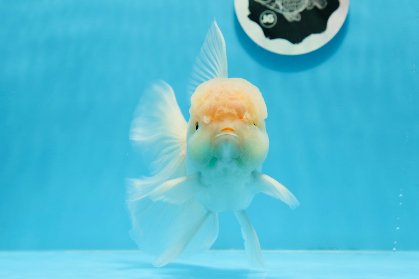 AAA Grade Orange White Sakura Oranda Male 6 inches #0920OR_18