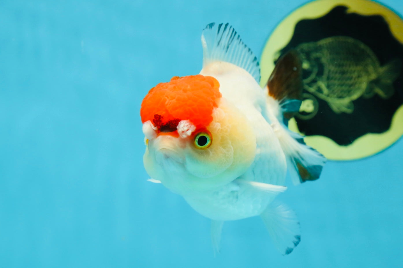 Tancho Pompom Tricolor Yuanbao Female 4 inches #050925YB_31