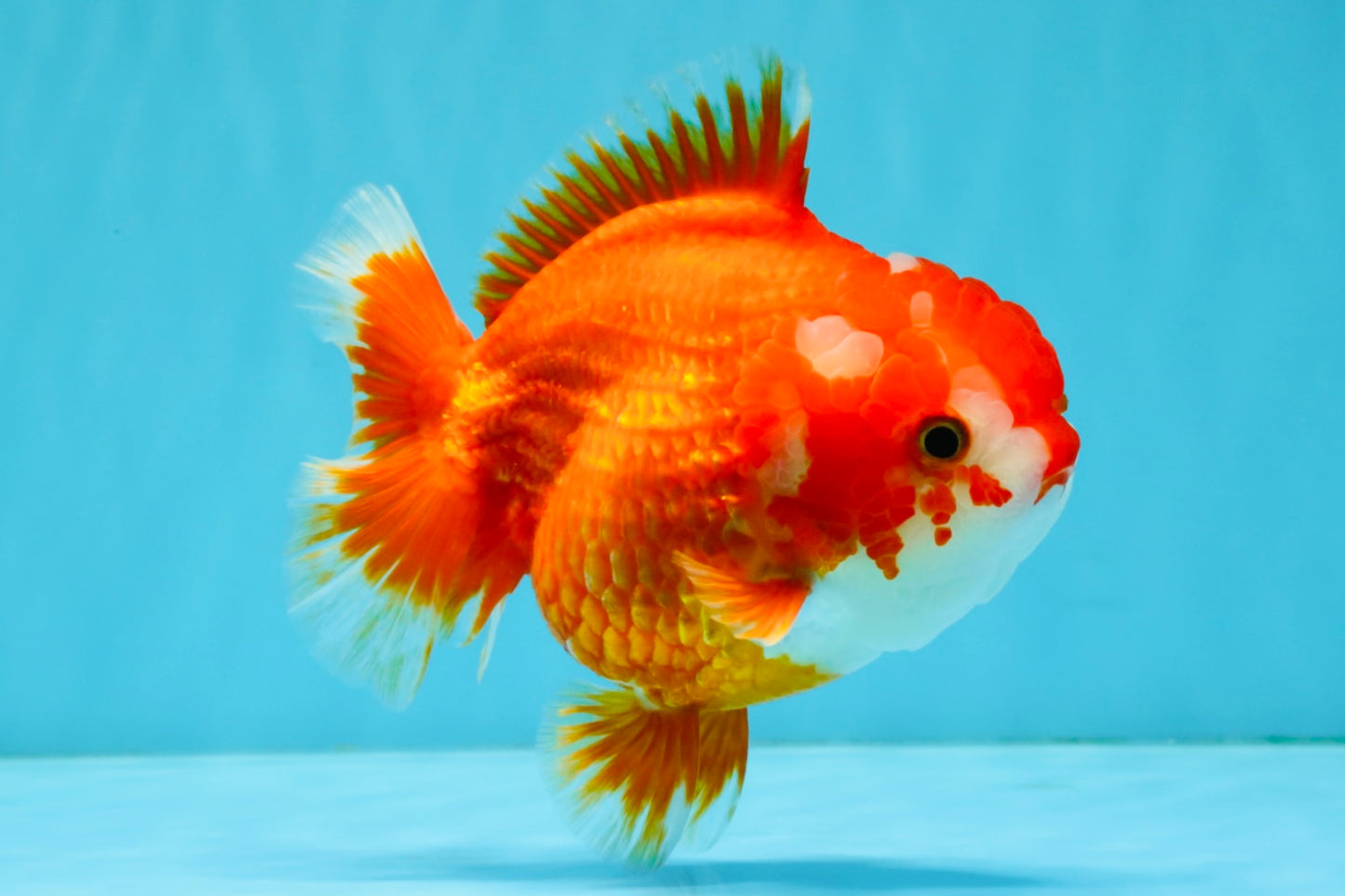 CHUBBY AAA Grade Red White Yuanbao Female 5.5 inches #041026YB_23