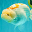 A Grade Polkadot Red White Buffalo Ranchu Male 6 inches #100926RC_29