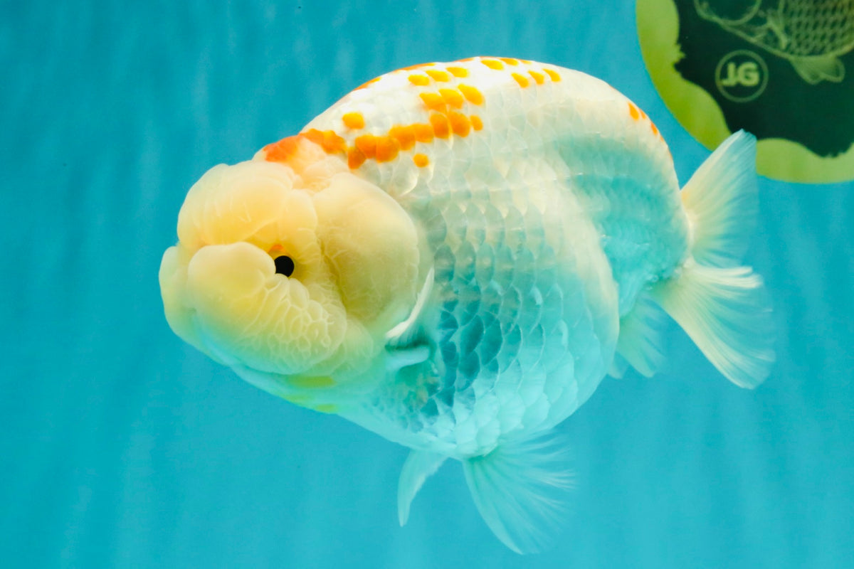 A Grade Polkadot Red White Buffalo Ranchu Male 6 inches #100926RC_29