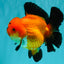 AAA Grade Apache Oranda Female 5.5-6 inches #071026OR_25