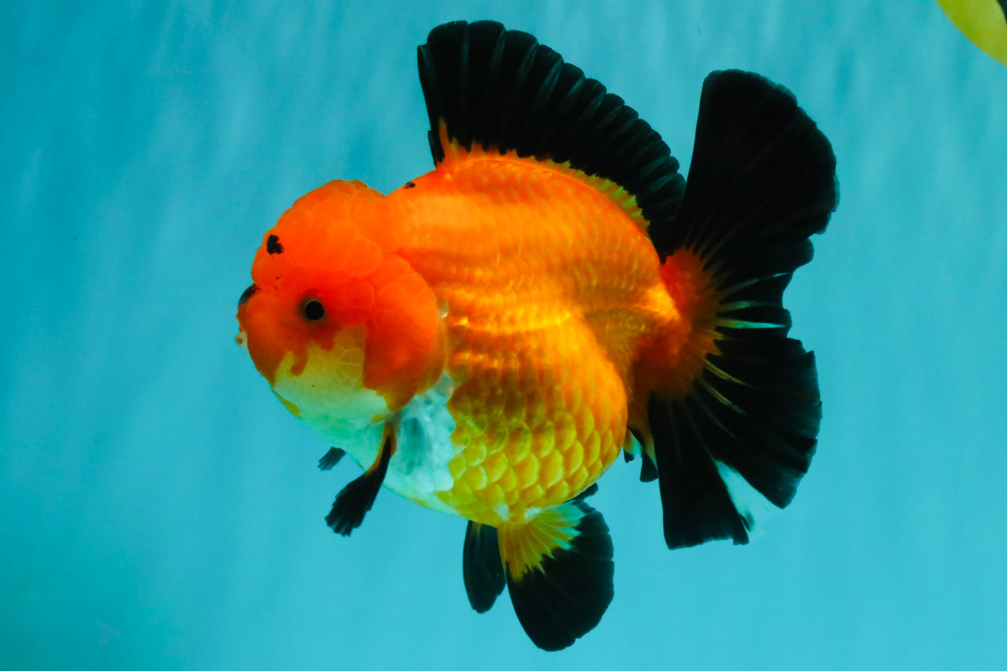AAA Grade Apache Oranda Female 5.5-6 inches #071026OR_25