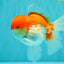 AAA Grade Peach Red White Oranda Male 5 inches #062626OR_30