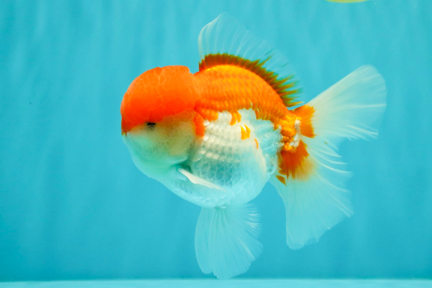 AAA Grade Peach Red White Oranda Male 5 inches #062626OR_30
