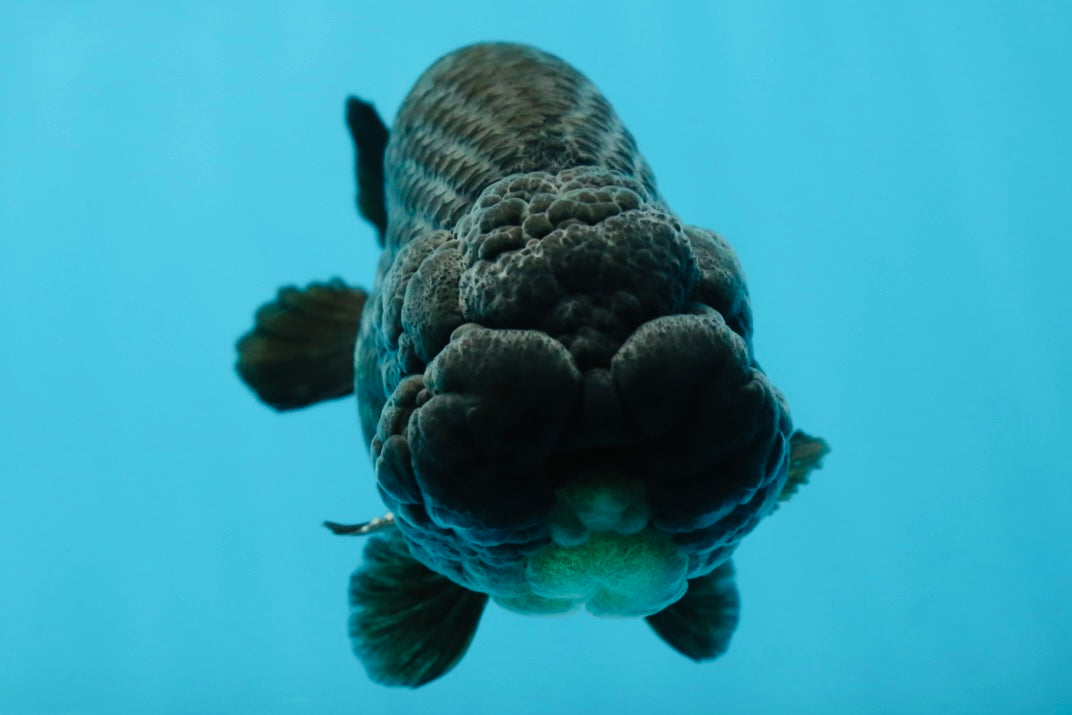 A Grade Black LionKing 4-4.5 inches #050925LC_13