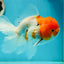 Sakura Oranda Male 5.5 inches #110124OR_13