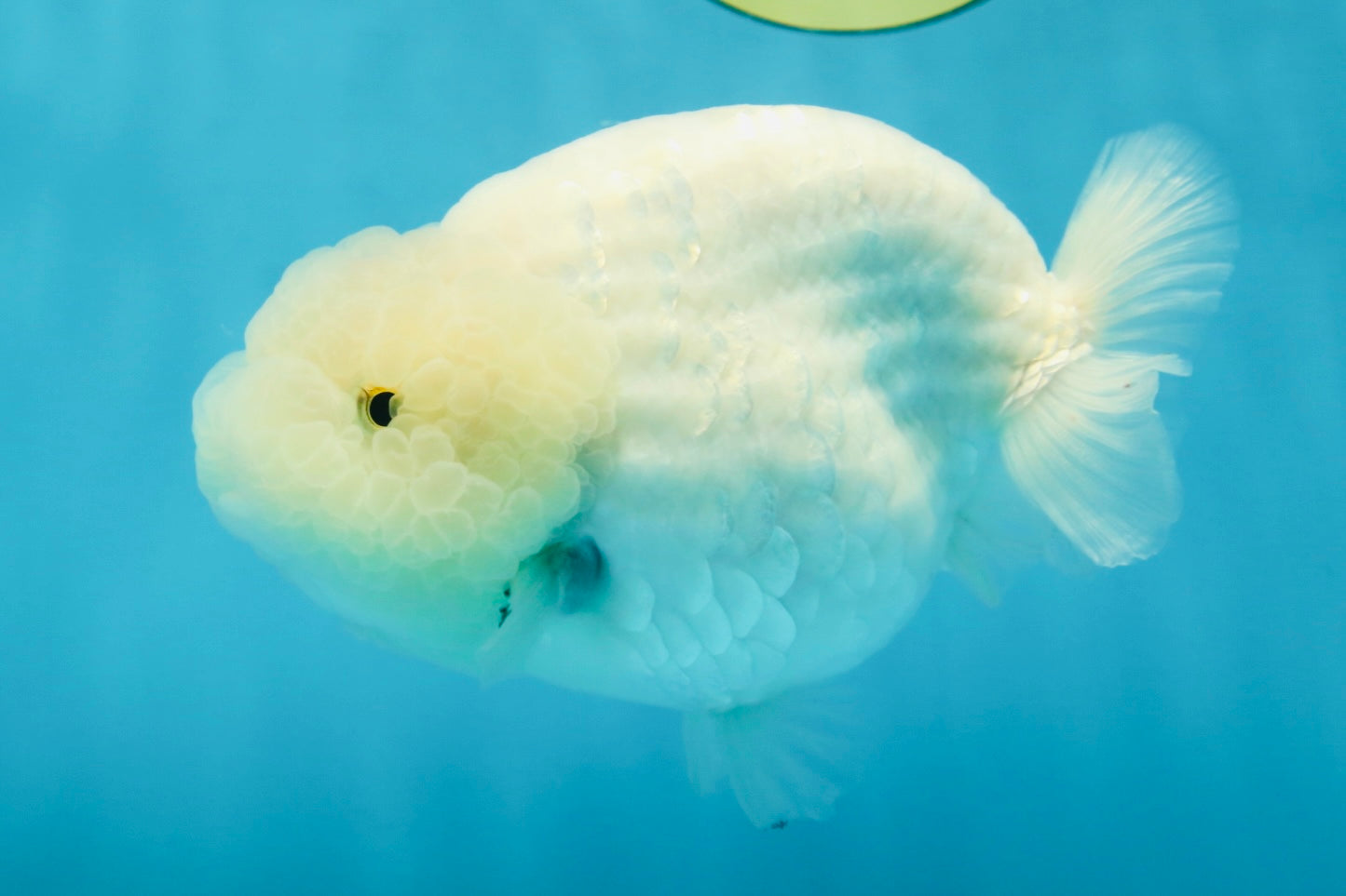 RARE A Grade Sakura Snow White LionQueen 5-5.5 inches #050225LC_13