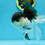 AAA Grade Panda Oranda Male 5.5  inches #112924OR_19